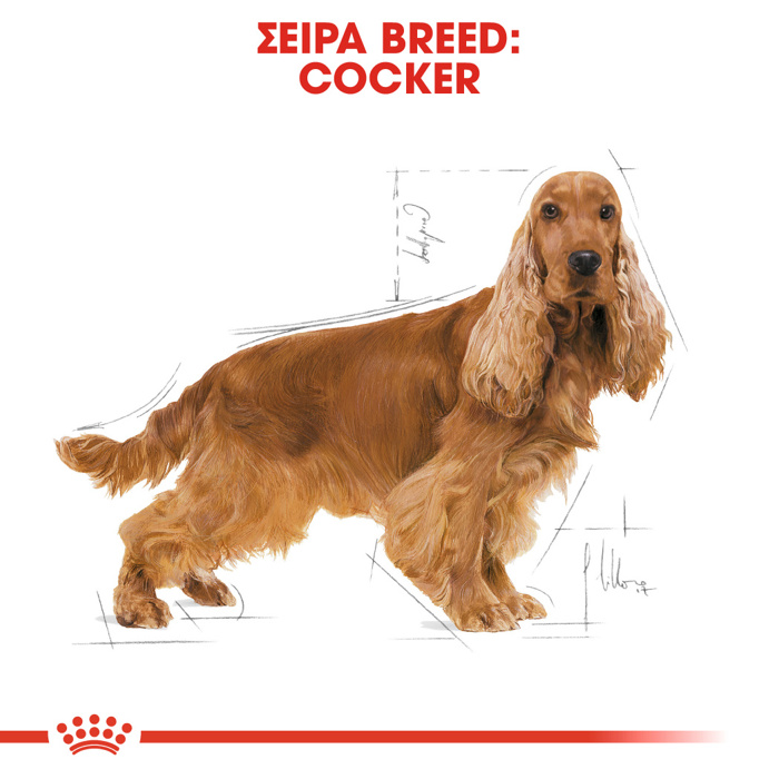 ROYAL CANIN COCKER 3KG ΞΗΡΑ ΤΡΟΦΗ ΣΚΥΛΟΥ ROYAL CANIN COCKER 3KG XIRA TROFI SKuLOu