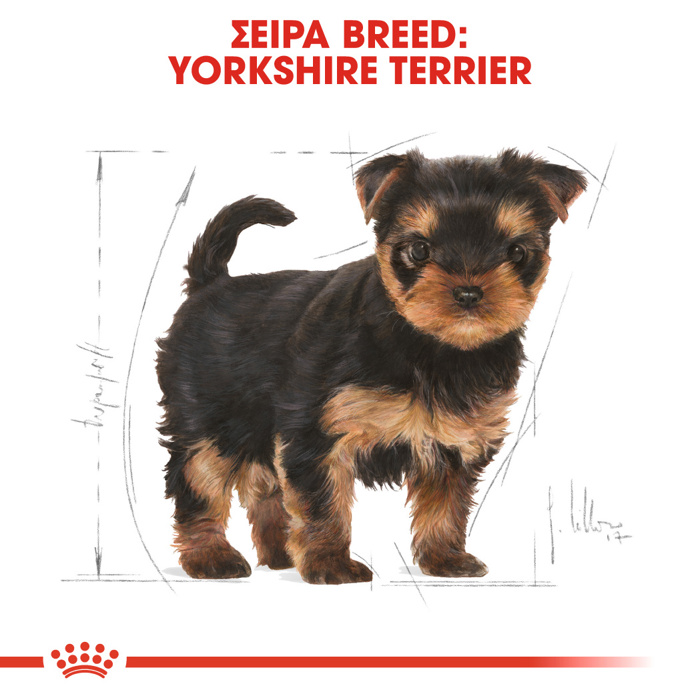 Royal Canin Yorkshire Junior 1.5kg Ξηρά Τροφή Σκύλου Royal Canin Yorkshire Junior 1.5kg Xira Trofi Skulou