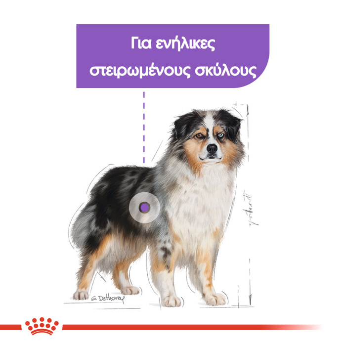 ROYAL CANIN MEDIUM STERILISED AD 12KG XIRA TROFI SKuLOu