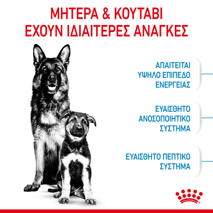 ROYAL CANIN MAXI STARTER 15K ΞΗΡΑ ΤΡΟΦΗ ΣΚΥΛΟΥ ROYAL CANIN MAXI STARTER 15K XIRA TROFI SKuLOu