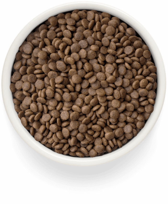Grandorf Fresh Adult Sterilised Xira Trofi Gtas me Freskia Papia kai Gukopatata 2kg